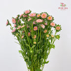 Aster Champagne 翠菊 - (Per Bundle)