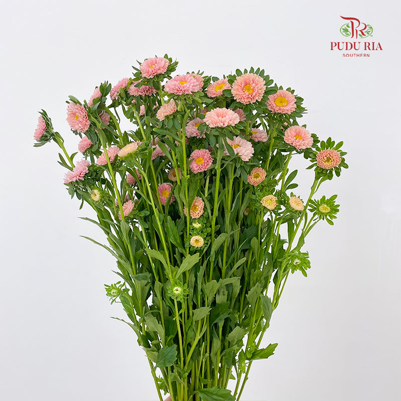 Aster Champagne 翠菊 - (Per Bundle)