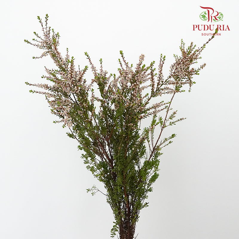Snow Plum White - Pudu Ria Florist Southern