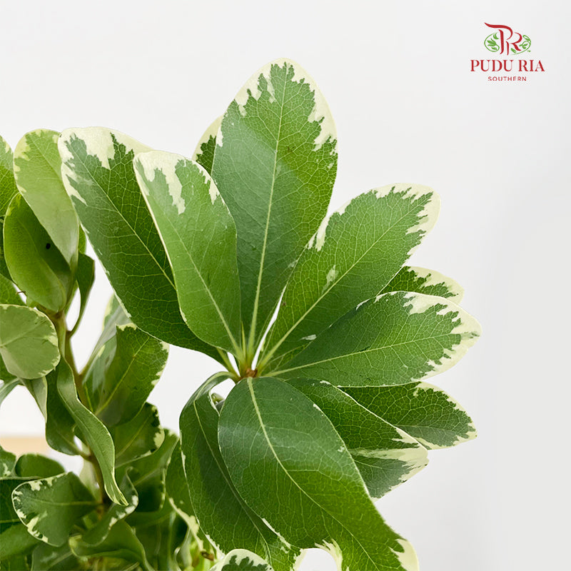 Pittosporum Leaf 花叶海桐 - (Per Bundle)