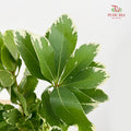 Pittosporum Leaf 花叶海桐 - (Per Bundle)