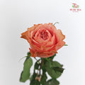 Rose Kahala - (8-10 Stems)