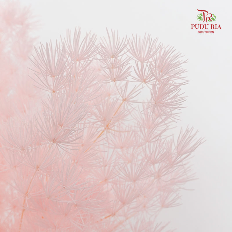 Preservative Asparagus Fern Soft Pink