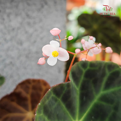 Begonia - Goegoensis