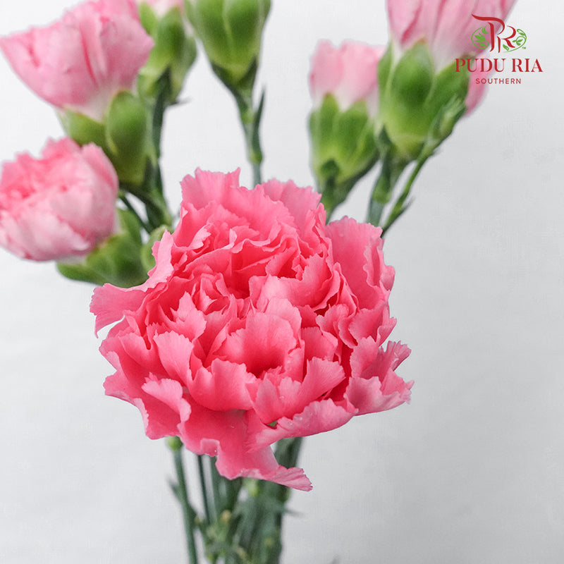 Carnation St Tonic  (18-20 Stems) - Pudu Ria Florist Southern