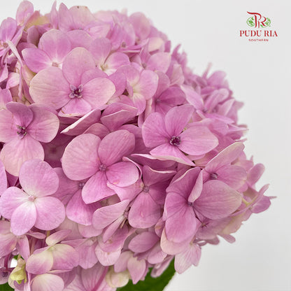 Hydrangea Light Pink - Per Stem