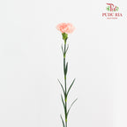 Carnation Novia 康乃馨 - (8-10 Stems)