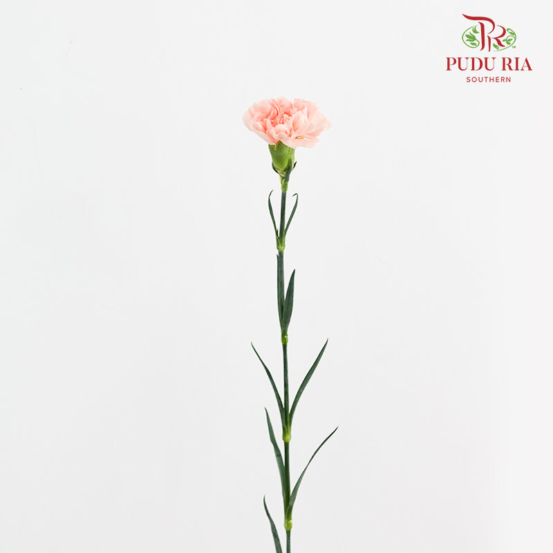 Carnation Novia 康乃馨 - (8-10 Stems)