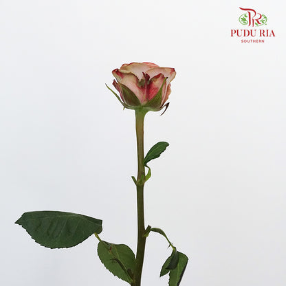 Rose Cappuccino  (8-10 Stems) - Pudu Ria Florist Southern