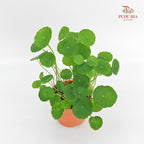 Hydrocotyle Pegaga (Small)