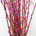 银柳分枝 Pussy Willow Spray Magenta (5FT) - (12 Stems)
