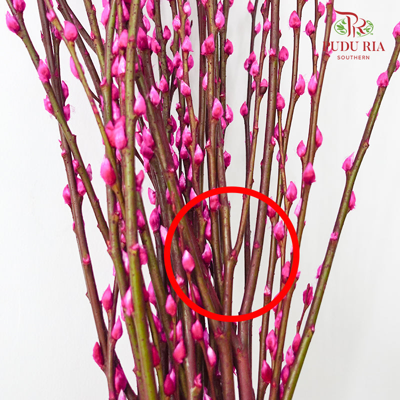 银柳分枝 Pussy Willow Spray Magenta (5FT) - (12 Stems)