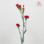 Carnation Spray Pink - (18-20 Stems)