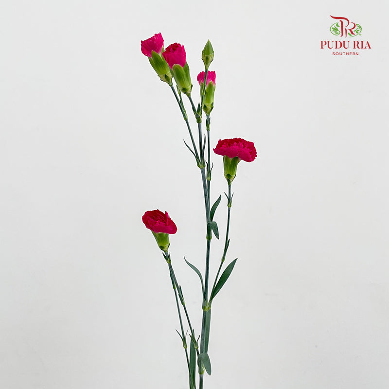 Carnation Spray Hot Pink - (18-20 Stems)