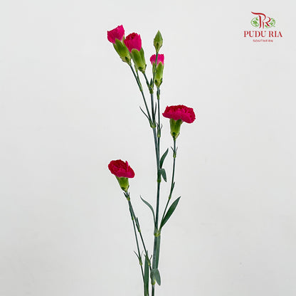 Carnation Spray Hot Pink - (18-20 Stems)