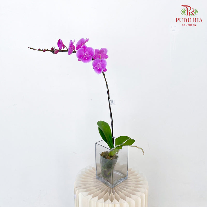 Phalaenopsis Orchid Light Purple Single Big