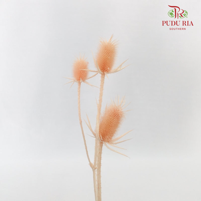 Dry Eryngium Pink - Pudu Ria Florist Southern