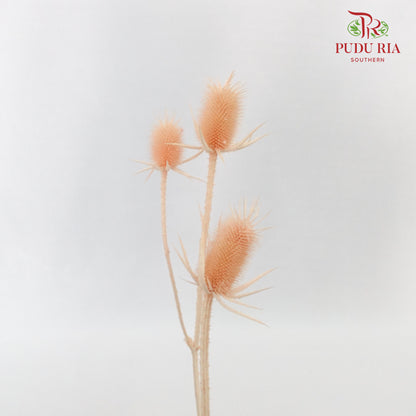 Dry Eryngium Pink - Pudu Ria Florist Southern