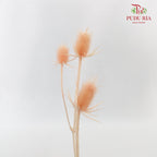 Dry Eryngium Pink - Pudu Ria Florist Southern