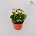 Kalanchoe 万紫千红 - Soft Pink - Pudu Ria Florist Southern