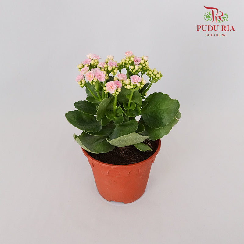 Kalanchoe 万紫千红 - Soft Pink - Pudu Ria Florist Southern