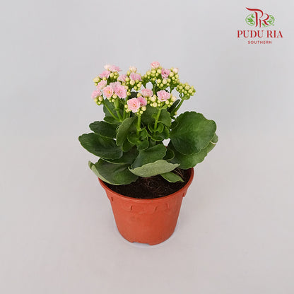 Kalanchoe 万紫千红 - Soft Pink - Pudu Ria Florist Southern