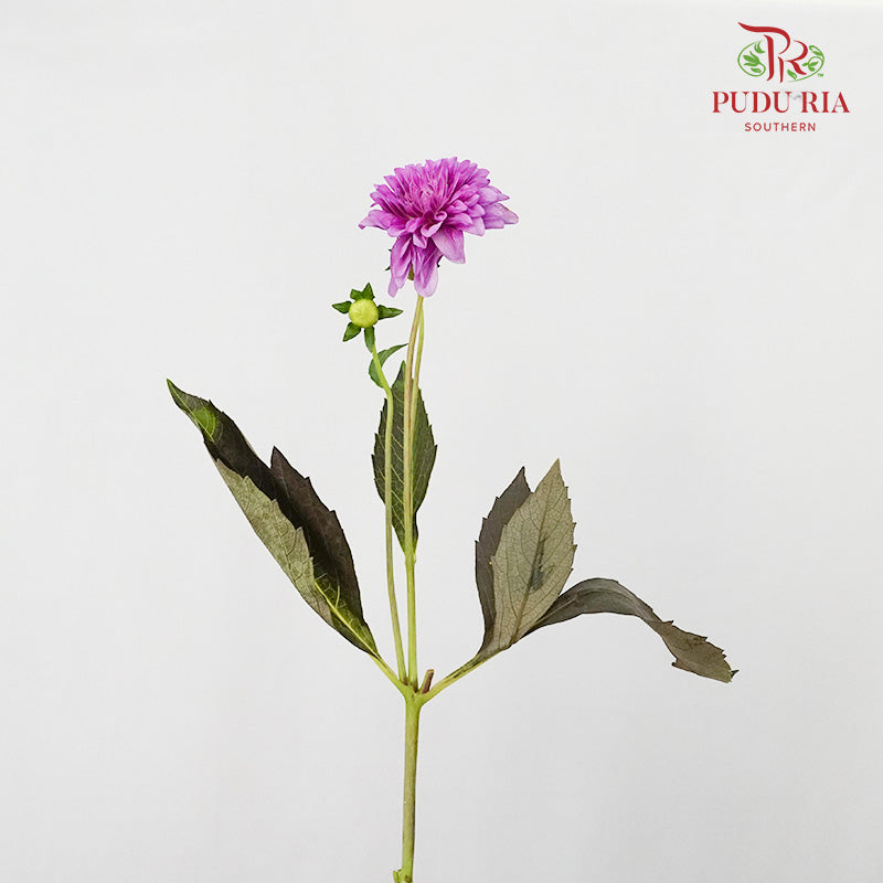 Dahlia Purple - (Per Bunch) - Pudu Ria Florist Southern