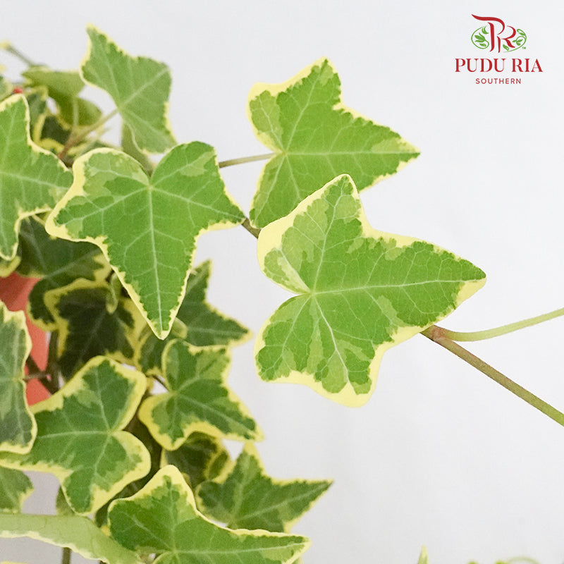 Hedera ivy Plant - Pudu Ria Florist Southern