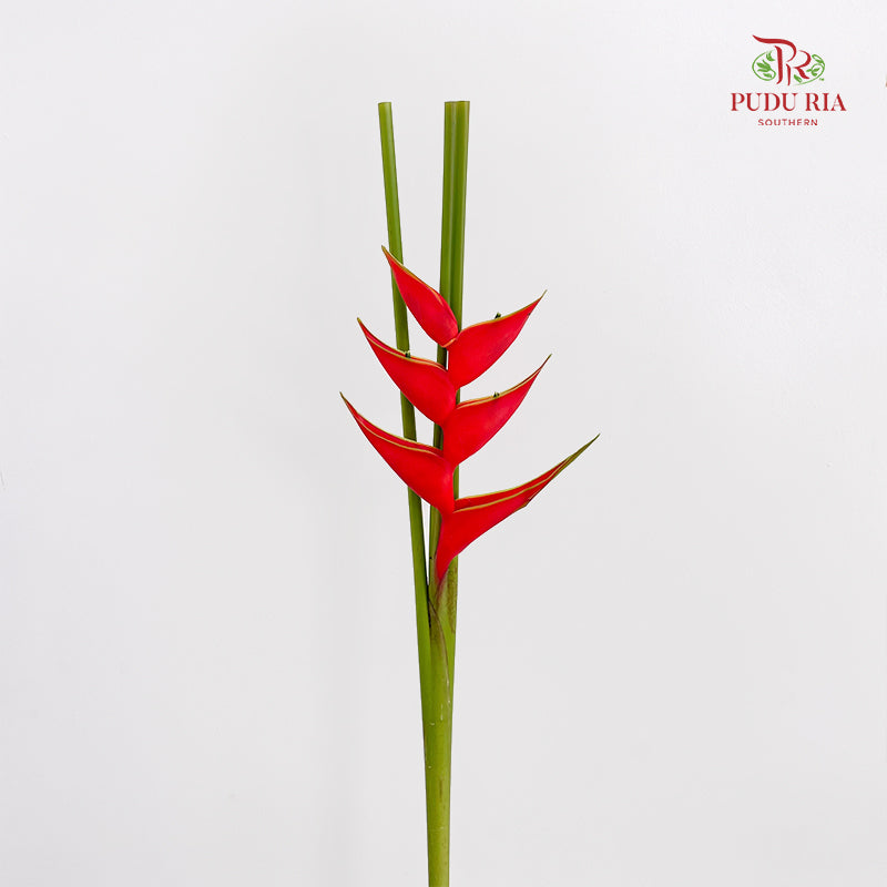 Heliconia / Crab Claw Red 蝎尾蕉 - (Per Stems)