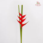 Heliconia / Crab Claw Red 蝎尾蕉 - (Per Stems)