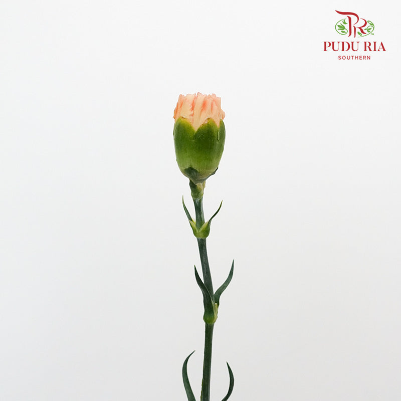 Carnation St Orange Memories  (18-20 Stems) - Pudu Ria Florist Southern