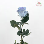 Rose Mondial Dyed Sand Baby Blue - (8-10 Stems)