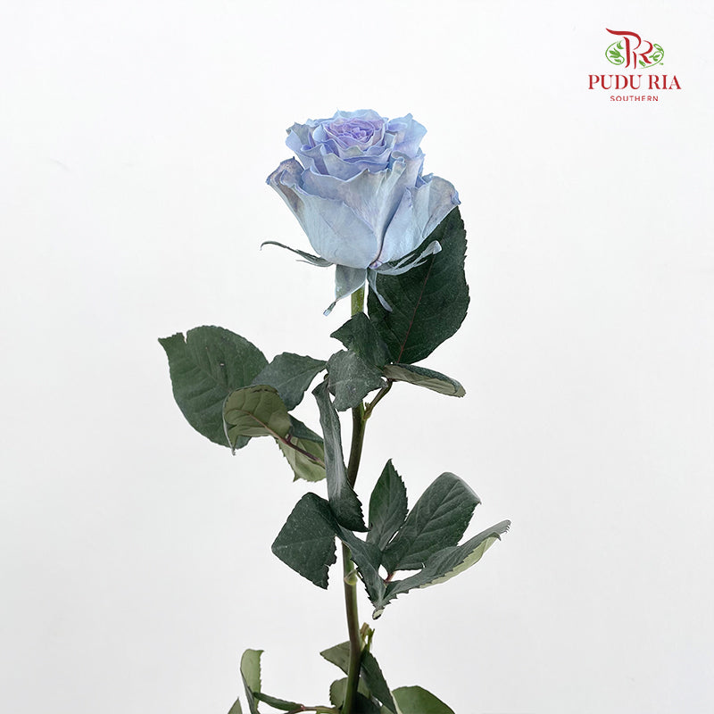 Rose Mondial Dyed Sand Baby Blue - (8-10 Stems)