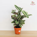 Calathea Majesrica White P120