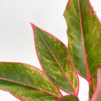 Aglaonema Siam Aurora P12CM