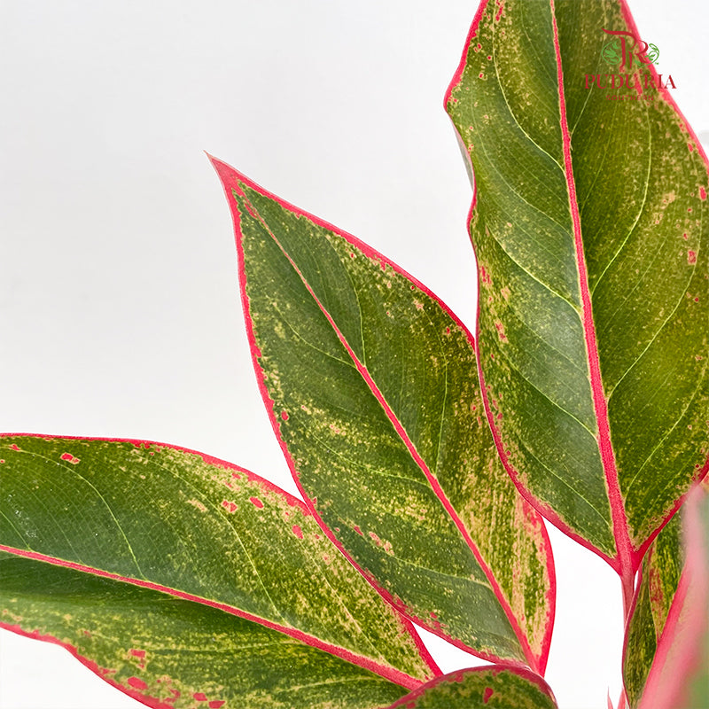 Aglaonema Siam Aurora P12CM