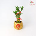 CNY Potted Plant Arrangement 2024#5