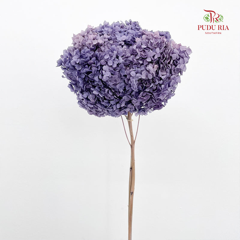 Preservative Hydrangea Dark Purple  -  Per Stem