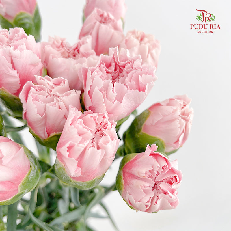 Carnation Candy Floss 棉花糖康乃馨 - (18-20 Stems)