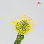 Leucospermum Yellow - (5 Stems)
