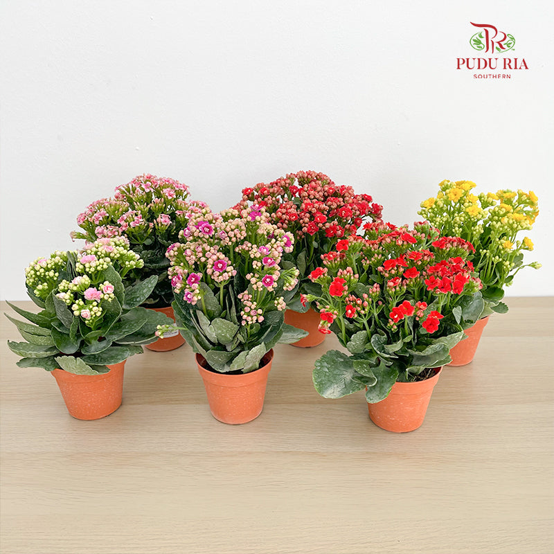 Kalanchoe Mixed (M)