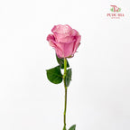 Rose Mondial Dyed Dusty Flamingo 2 - (8-10 Stems)