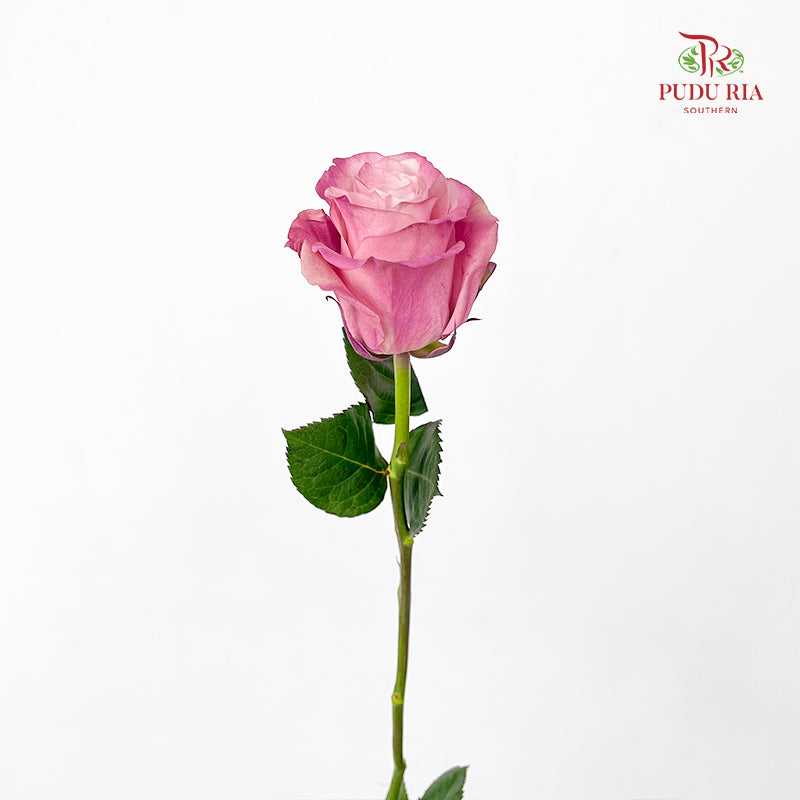 Rose Mondial Dyed Dusty Flamingo 2 - (8-10 Stems)