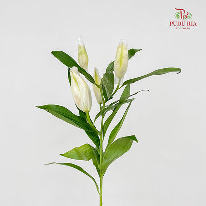 Rose Lily White 玫瑰百合 - (5 Stems)