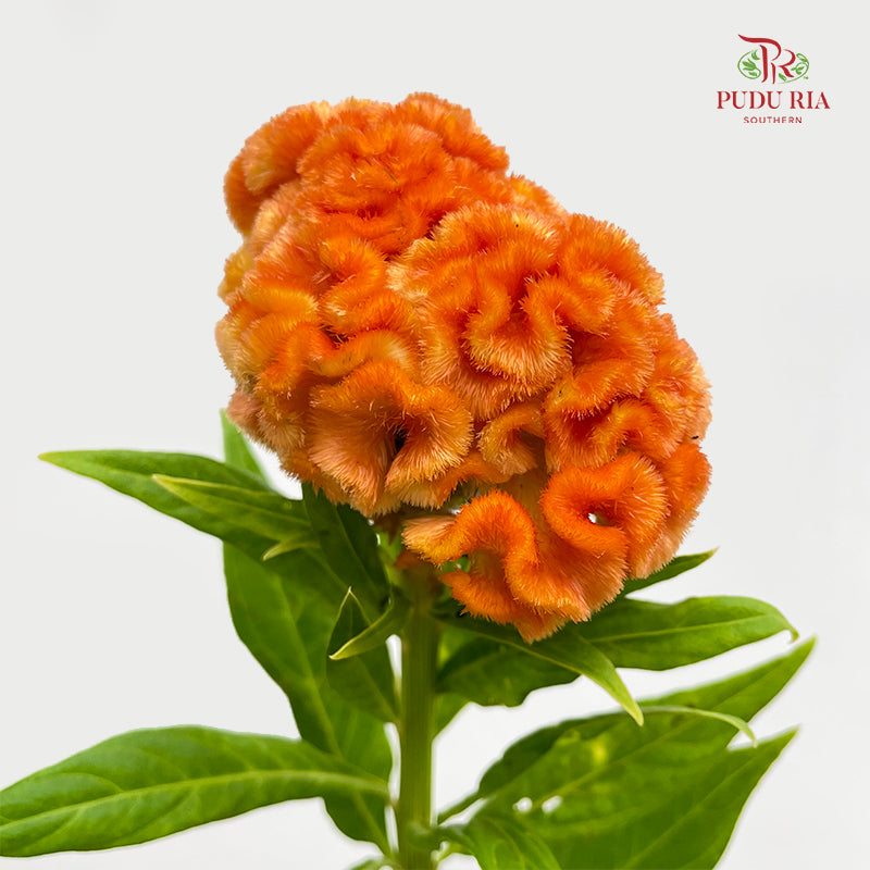 Celosia Orange 鸡冠花 - (5 Stems)