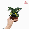 Sansevieria Twister