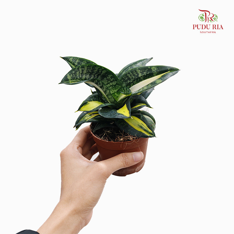 Sansevieria Twister