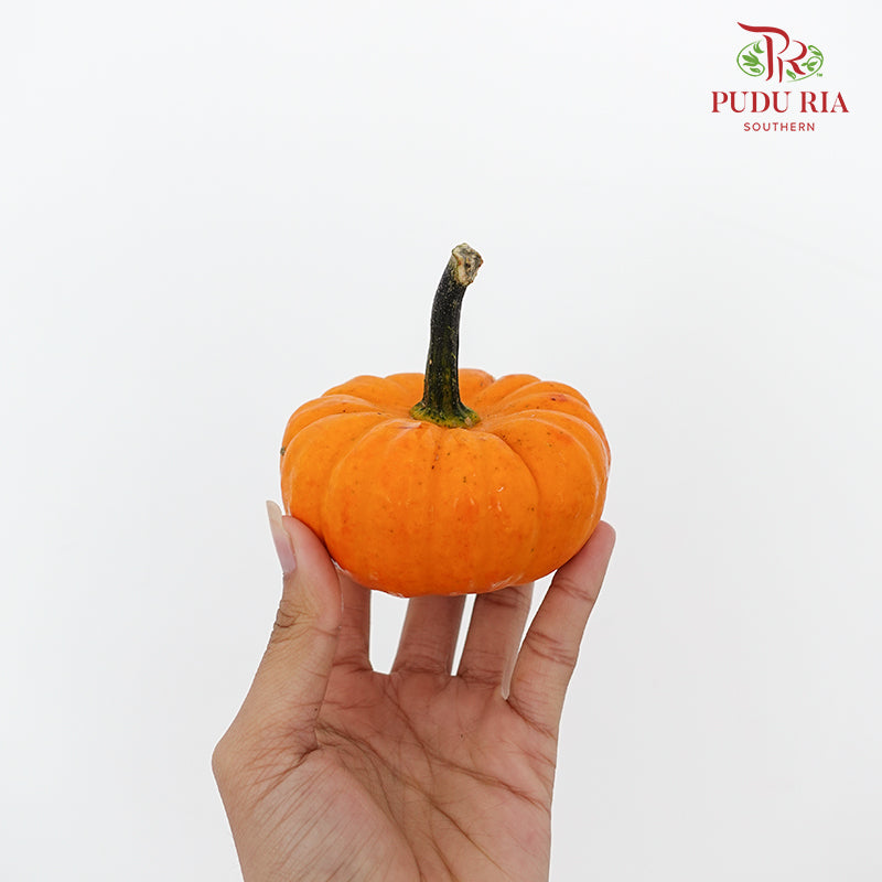 Pumpkin 观赏南瓜 - (Per Piece)
