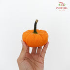 Pumpkin 观赏南瓜 - (Per Piece)
