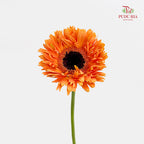 Gerbera Spider Orange - (8-10 Stems)